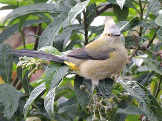  - Long-tailed Silky-flycatcher