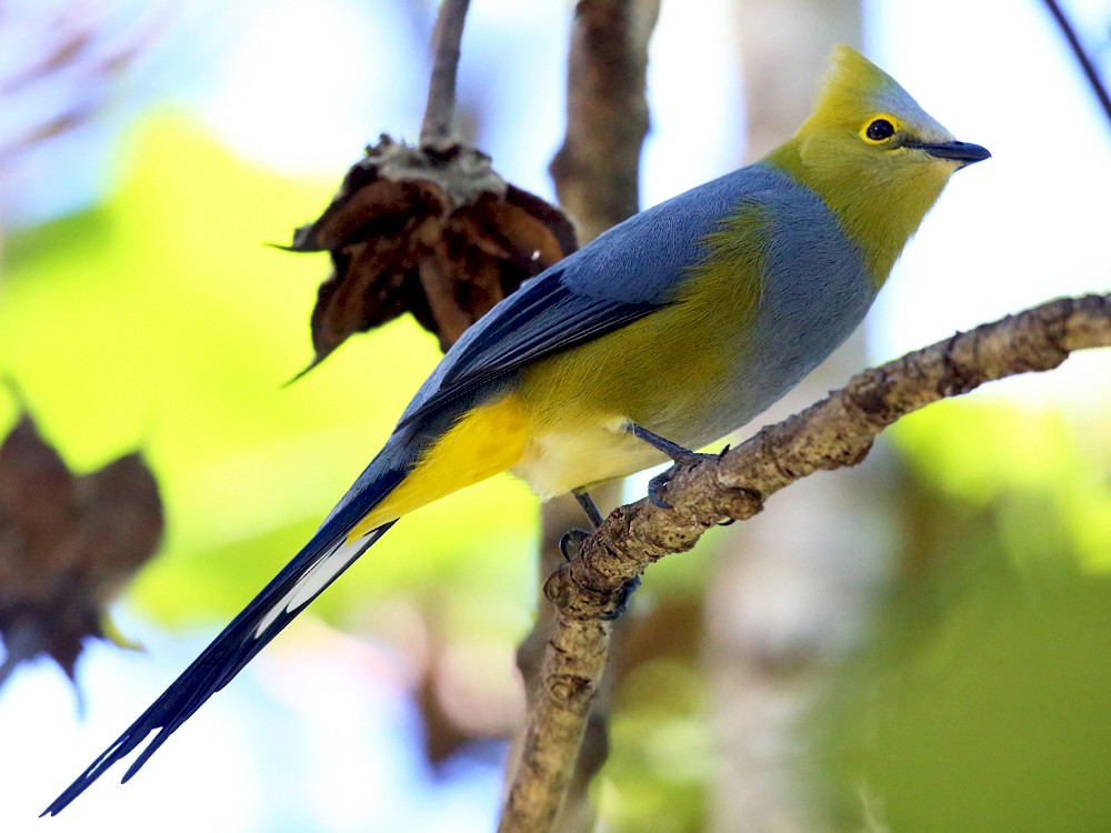 Long-tailed Silky-flycatcher - Tom Murray