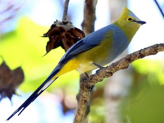 Long Tailed Silky Flycatcher Ptiliogonys Caudatus Birds Of The World