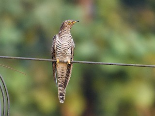 Common Cuckoo - eBird