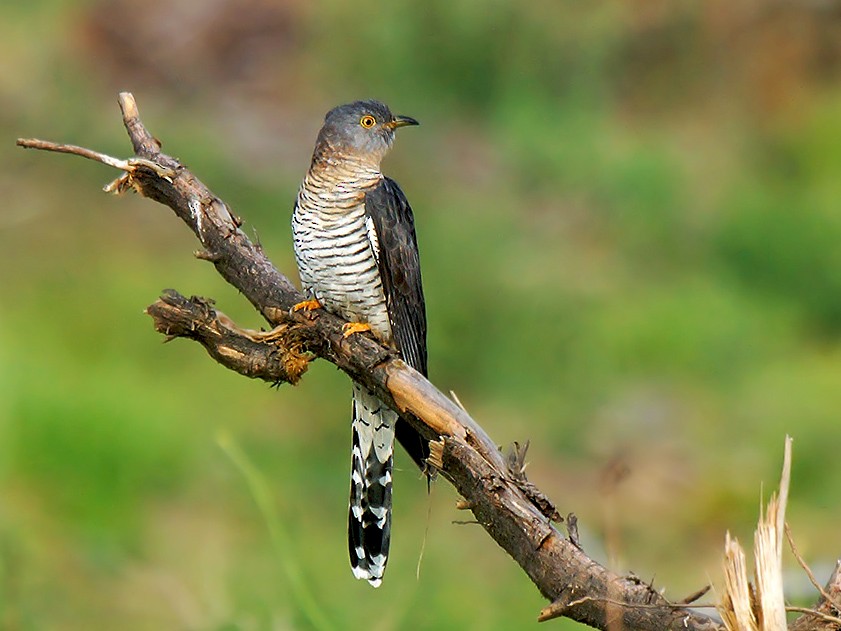 Common Cuckoo - Oğuz Eldelekli
