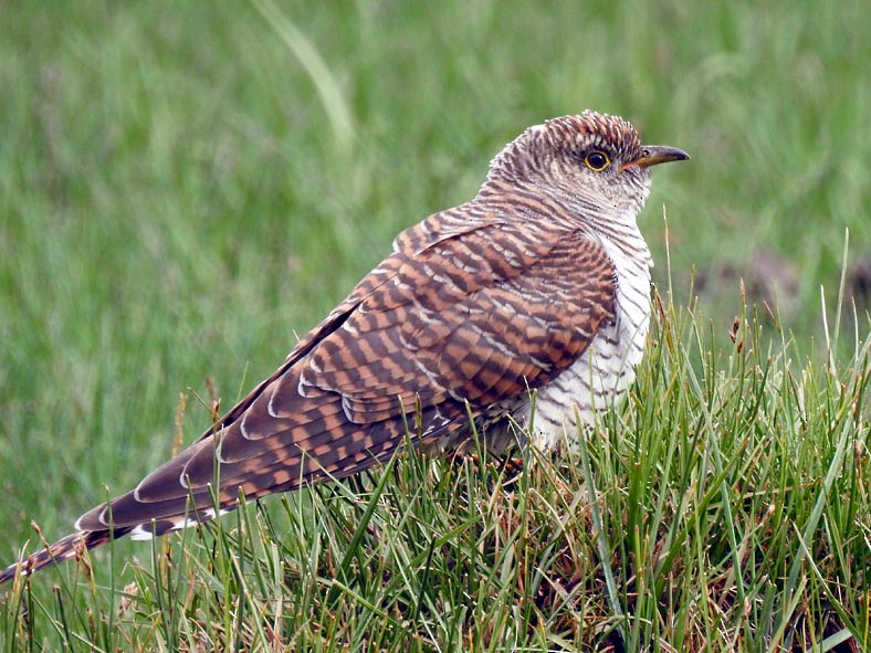 Common Cuckoo - Adesh Shivkar