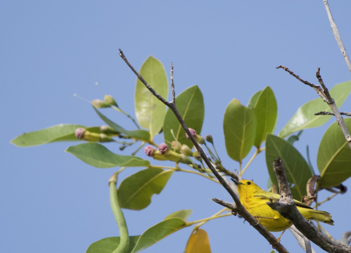 Yellow Warbler (Golden) - ML451250211