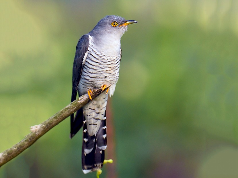 Common Cuckoo - eBird