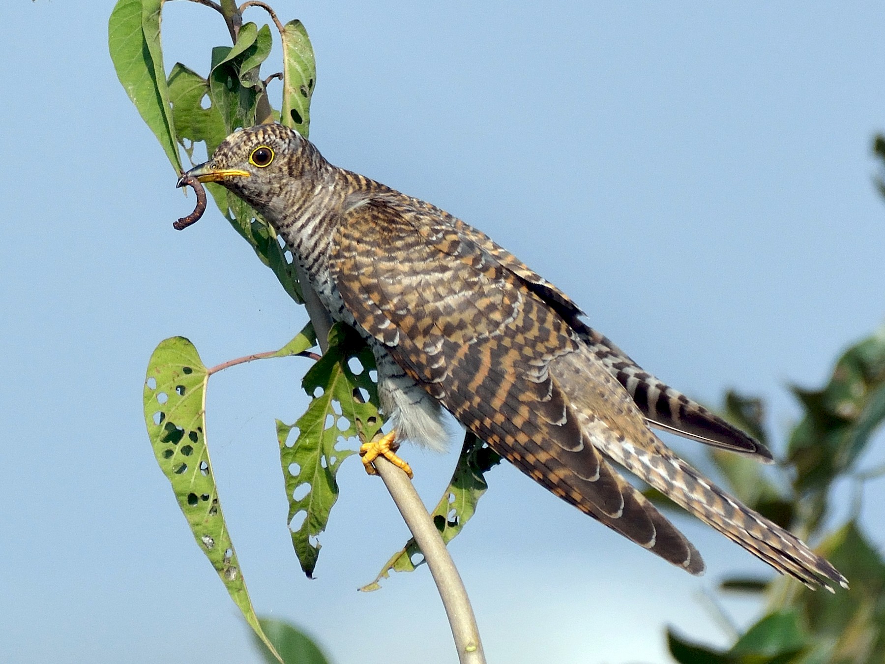 Coucou gris (Cuculus canorus), l'oiseau voleur de nid