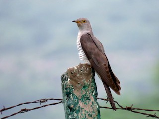 นกเพศผู้เต็มวัย - Ritvik Singh - ML45125061
