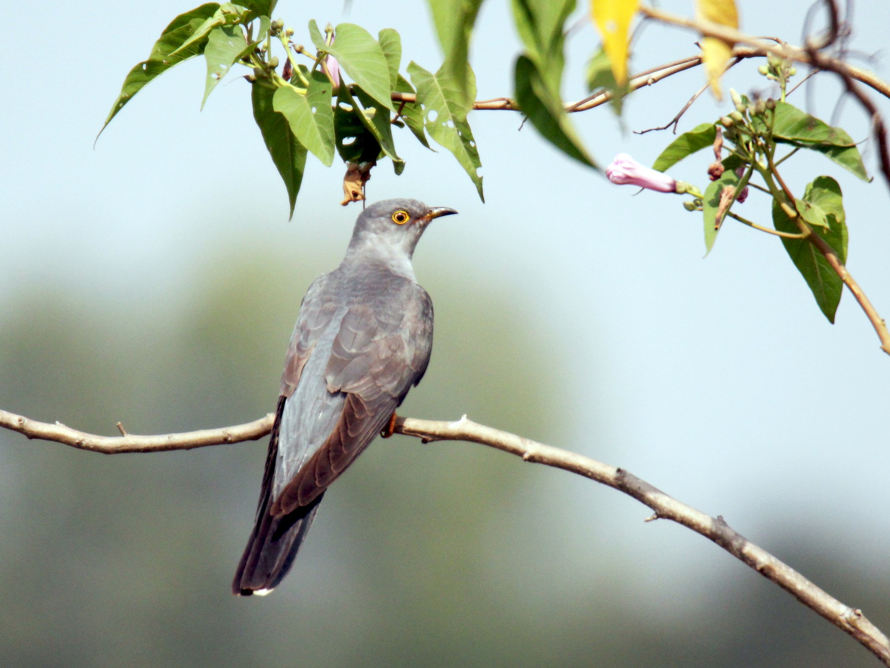 Common Cuckoo - Dinesh kumar