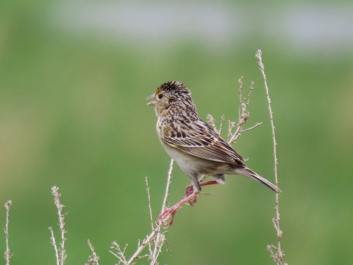 Grasshopper Sparrow - ML451251991