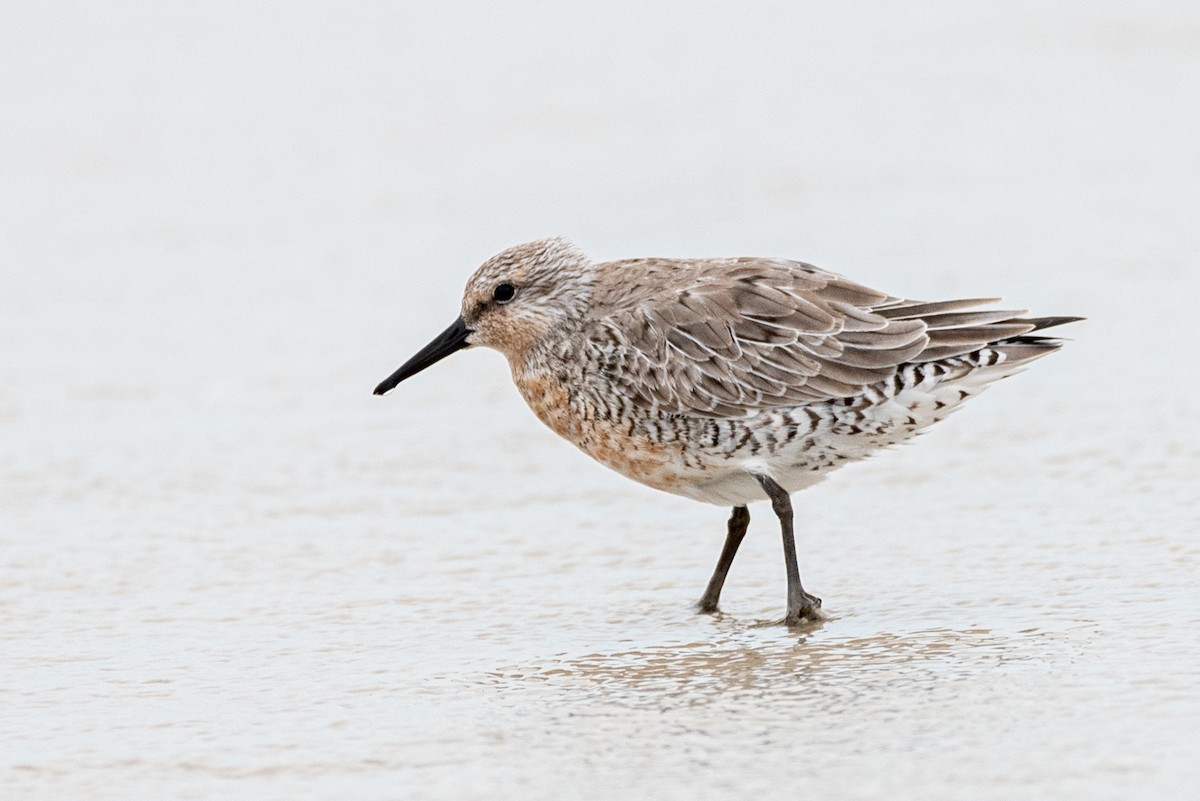 Red Knot - ML451254231