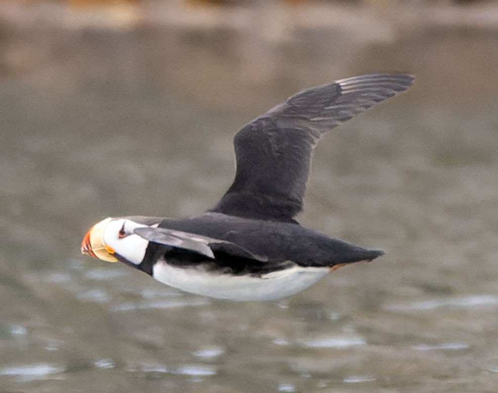Horned Puffin - ML451255901