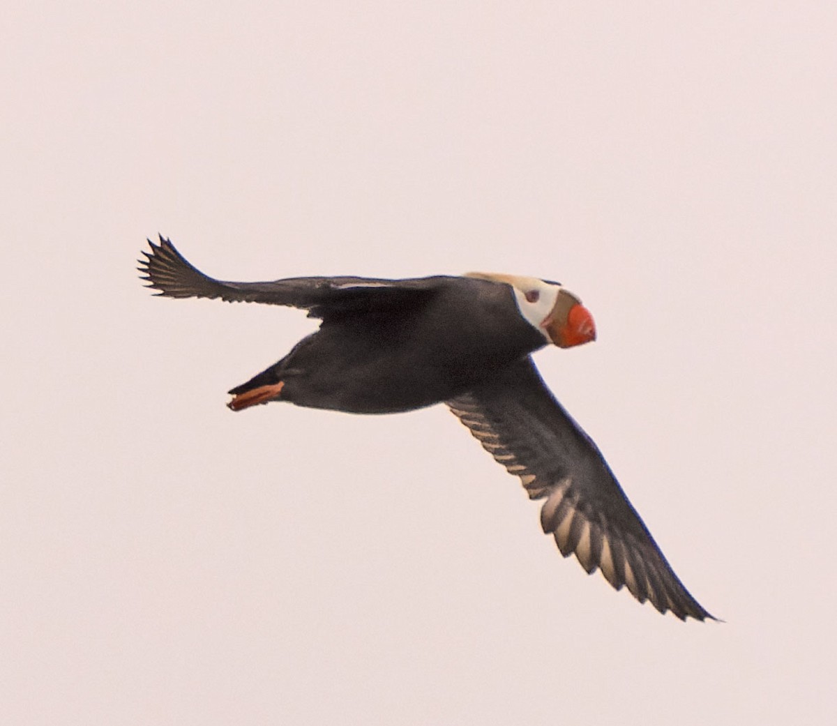 Tufted Puffin - ML451256031