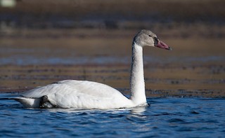 Tundra Swan, ML451259501