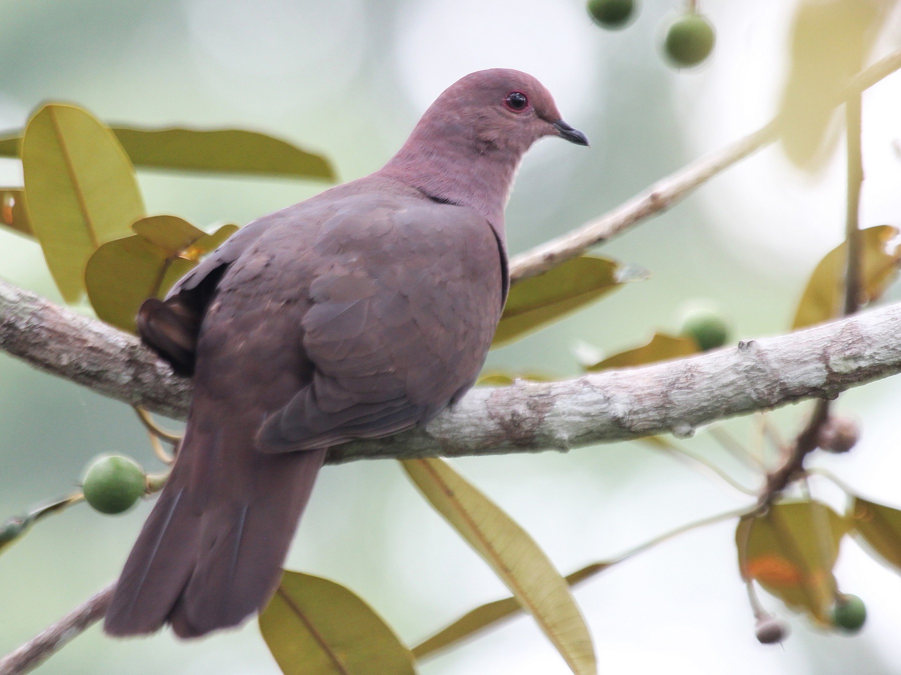 Ruddy Pigeon - eBird