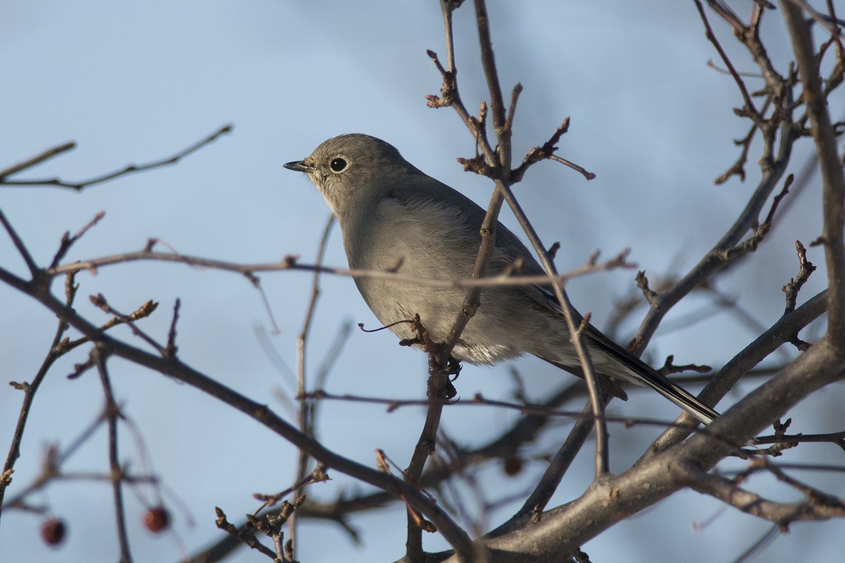 Townsend's Solitaire - ML45126481