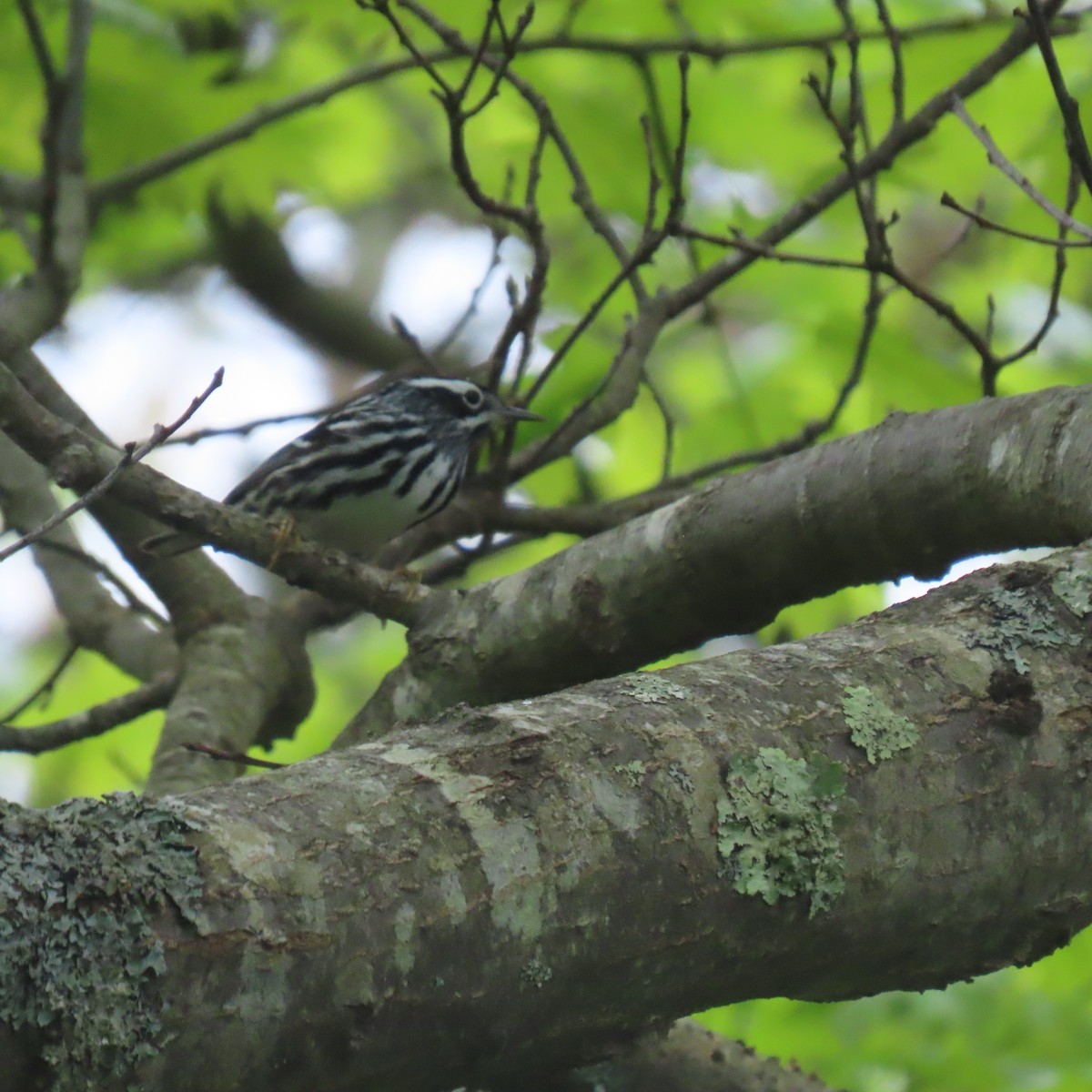 Black-and-white Warbler - ML451266691