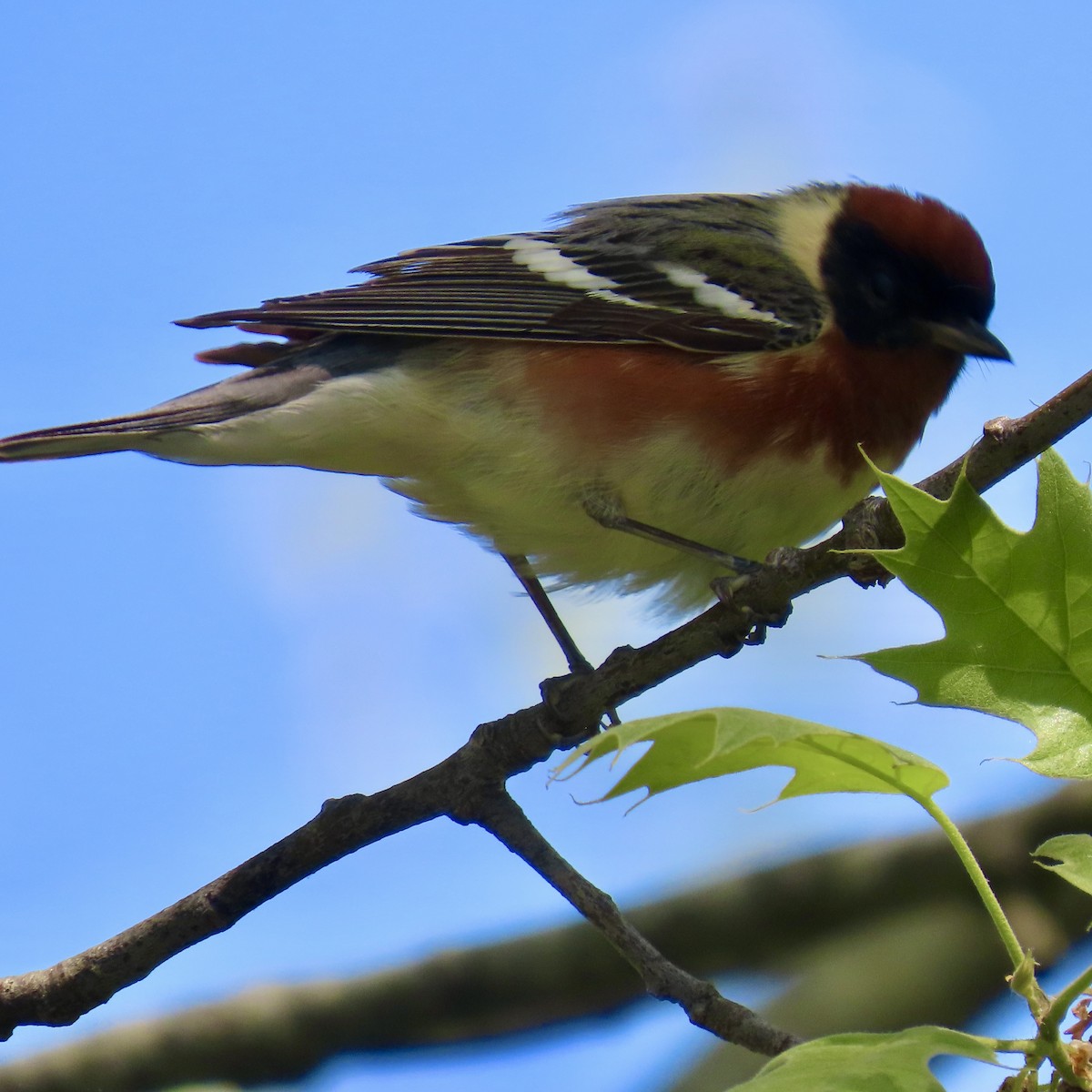 Bay-breasted Warbler - ML451266801