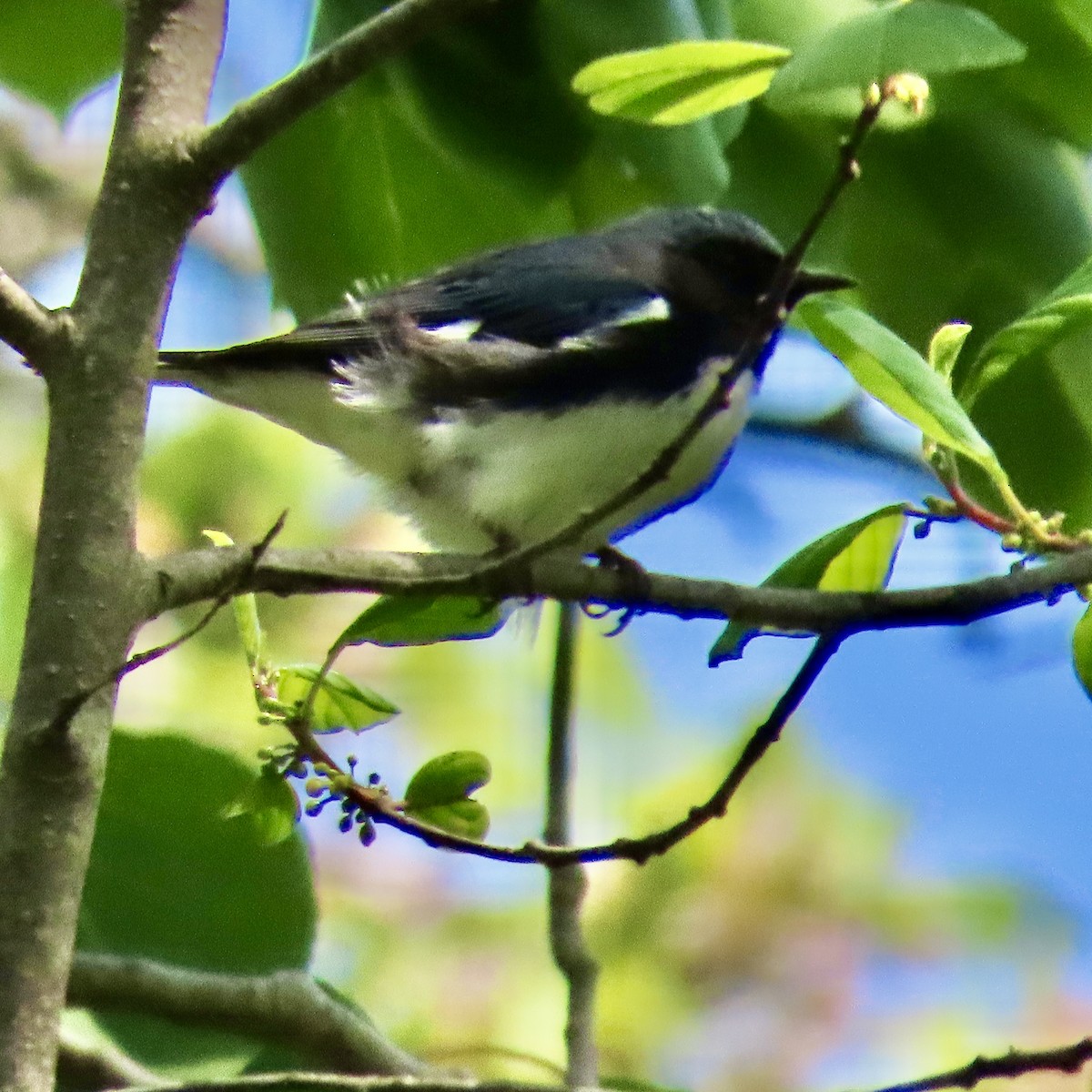Black-throated Blue Warbler - Pamela Low