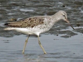 繁殖期の成鳥 - Ed Thomas - ML45126981