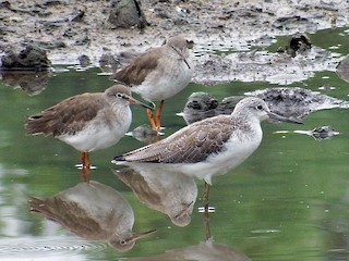 Juvenil (con Common Redshank) - Chris Rurik - ML45126991