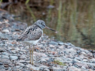 繁殖期の成鳥 - Ian Davies - ML45127001