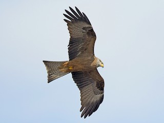  - Black Kite