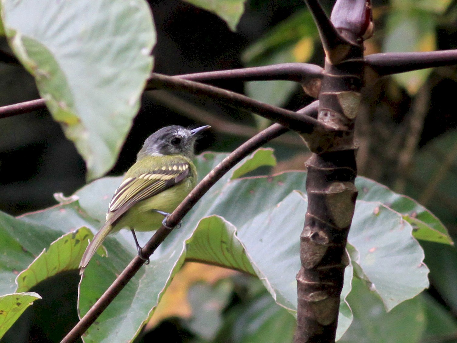 Slaty-capped Flycatcher - Jay McGowan