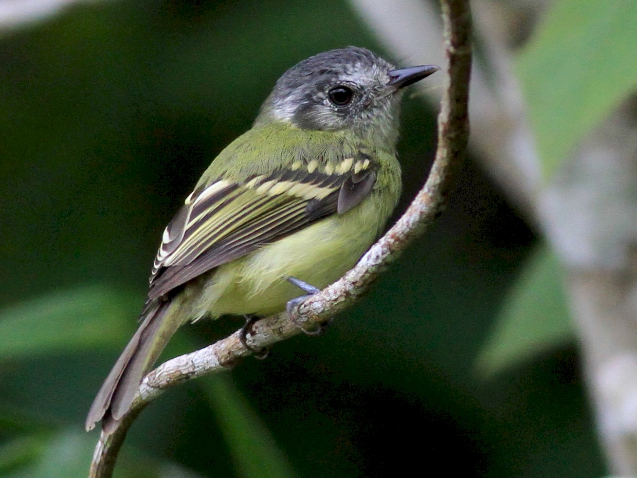 Slaty-capped Flycatcher - Jay McGowan