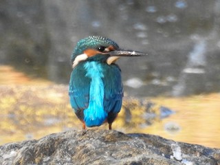  - Common Kingfisher