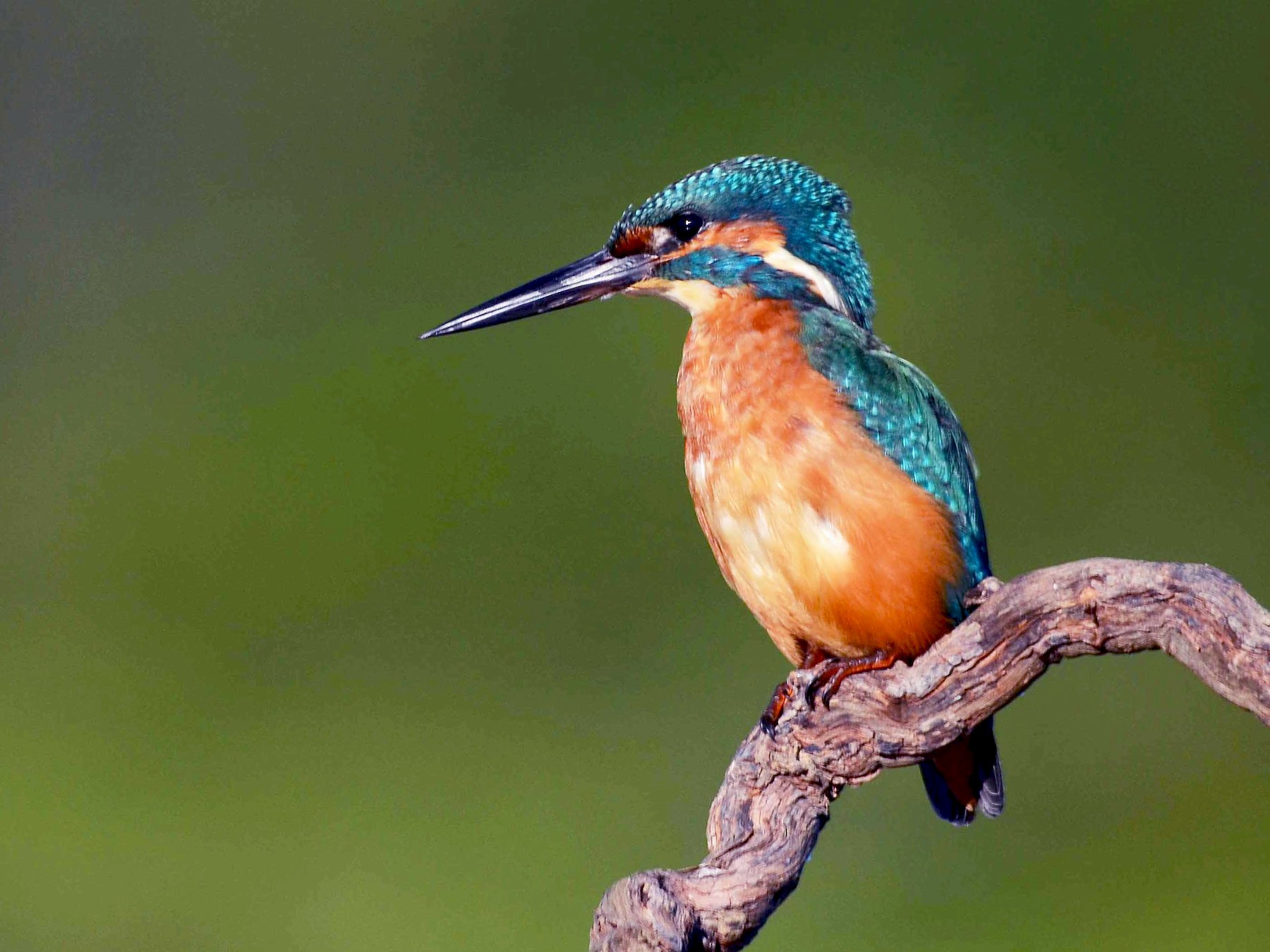 Common Kingfisher (Small Blue Kingfisher) - José Frade