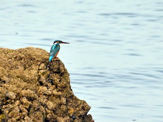  - Common Kingfisher