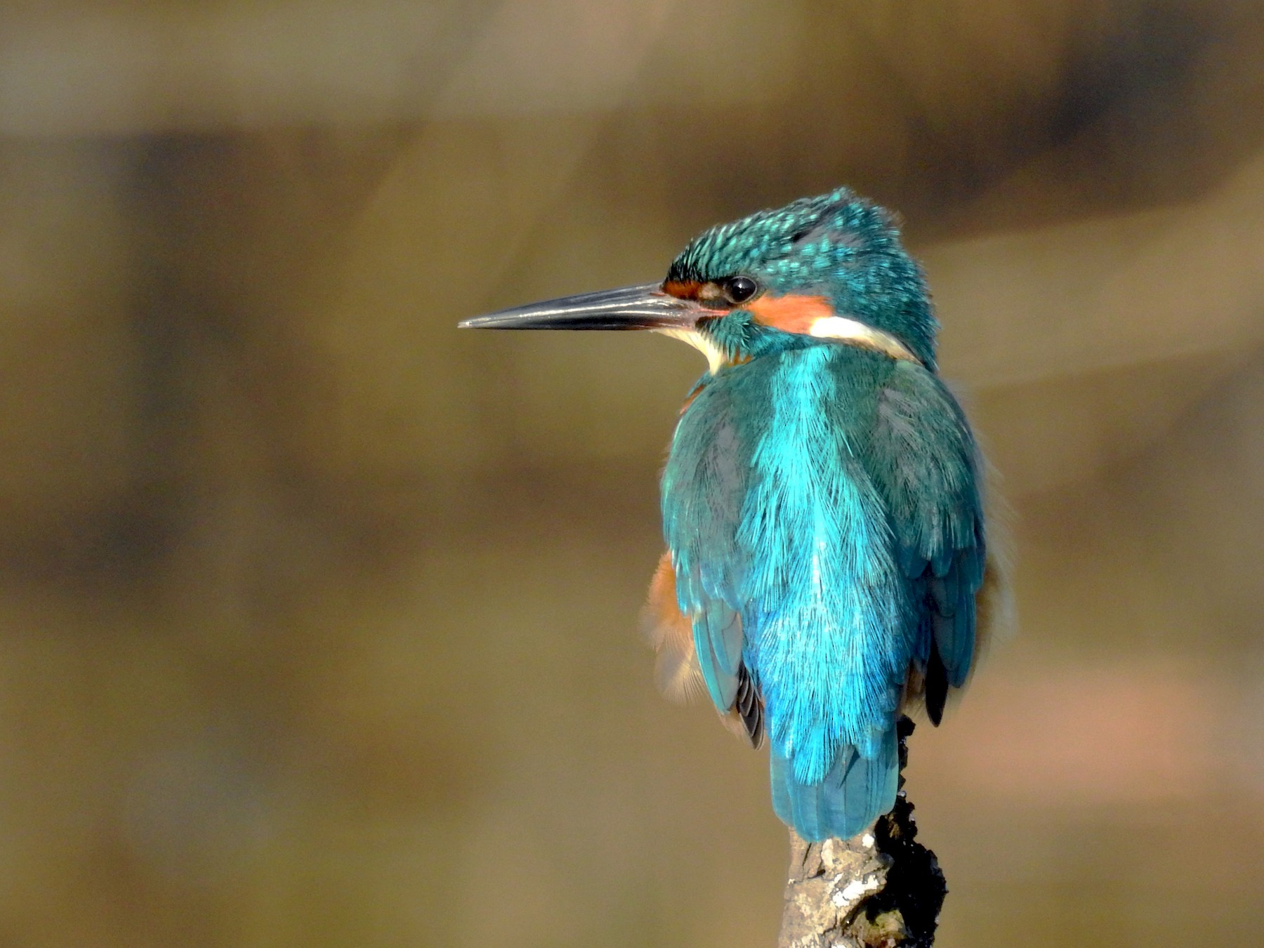Common Kingfisher (Small Blue Kingfisher) - 🦅 Daniel Raposo