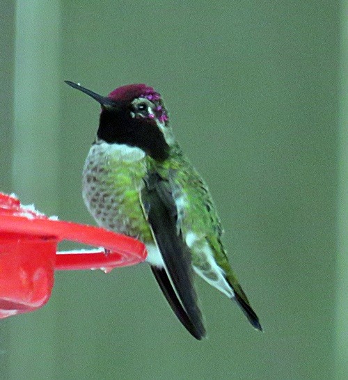 Anna's Hummingbird - ML45128281