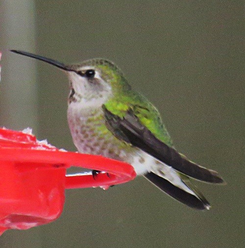 Anna's Hummingbird - ML45128301