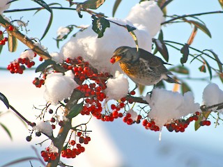  - Fieldfare