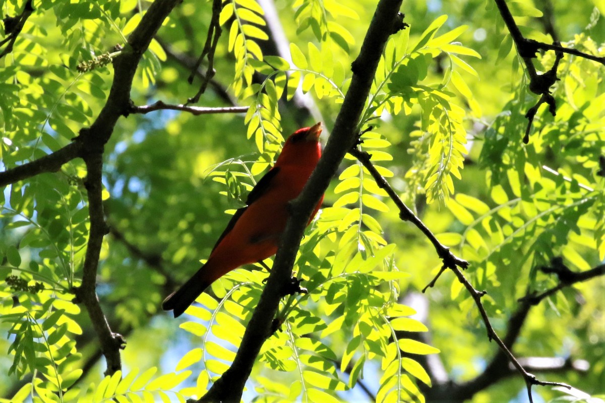 Scarlet Tanager - ML451287281