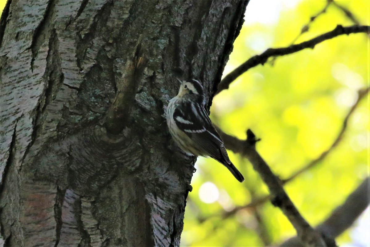 Black-and-white Warbler - ML451287381