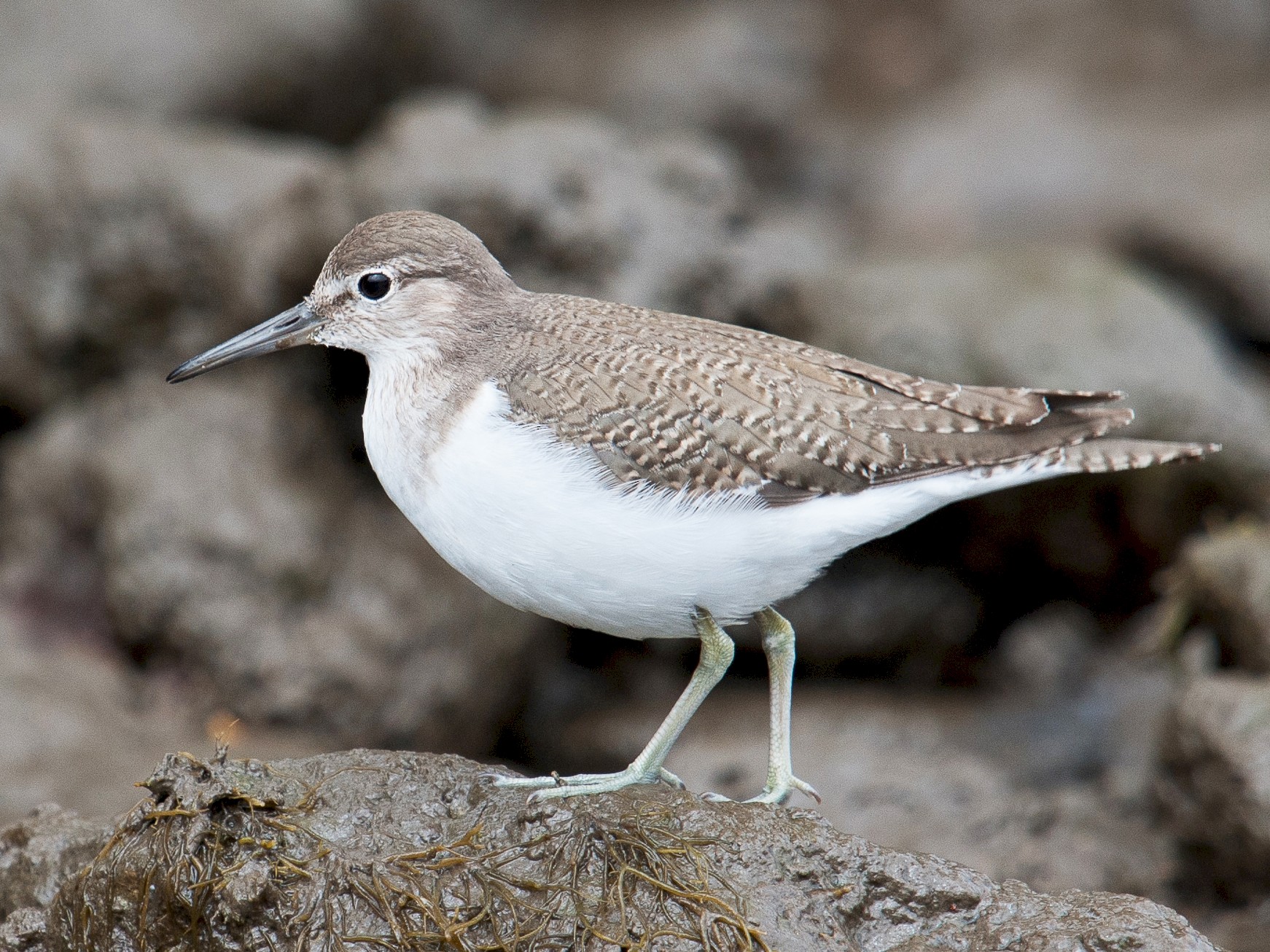 Common Sandpiper eBird