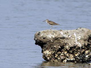  - Common Sandpiper