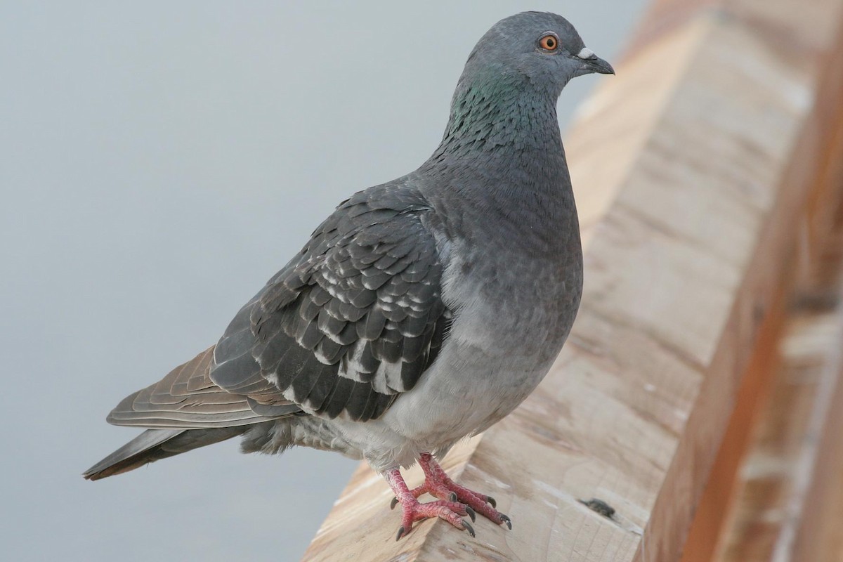 Rock Pigeon (Feral Pigeon) - ML45129351