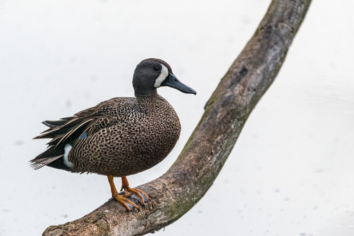 Blue-winged Teal - ML451299111