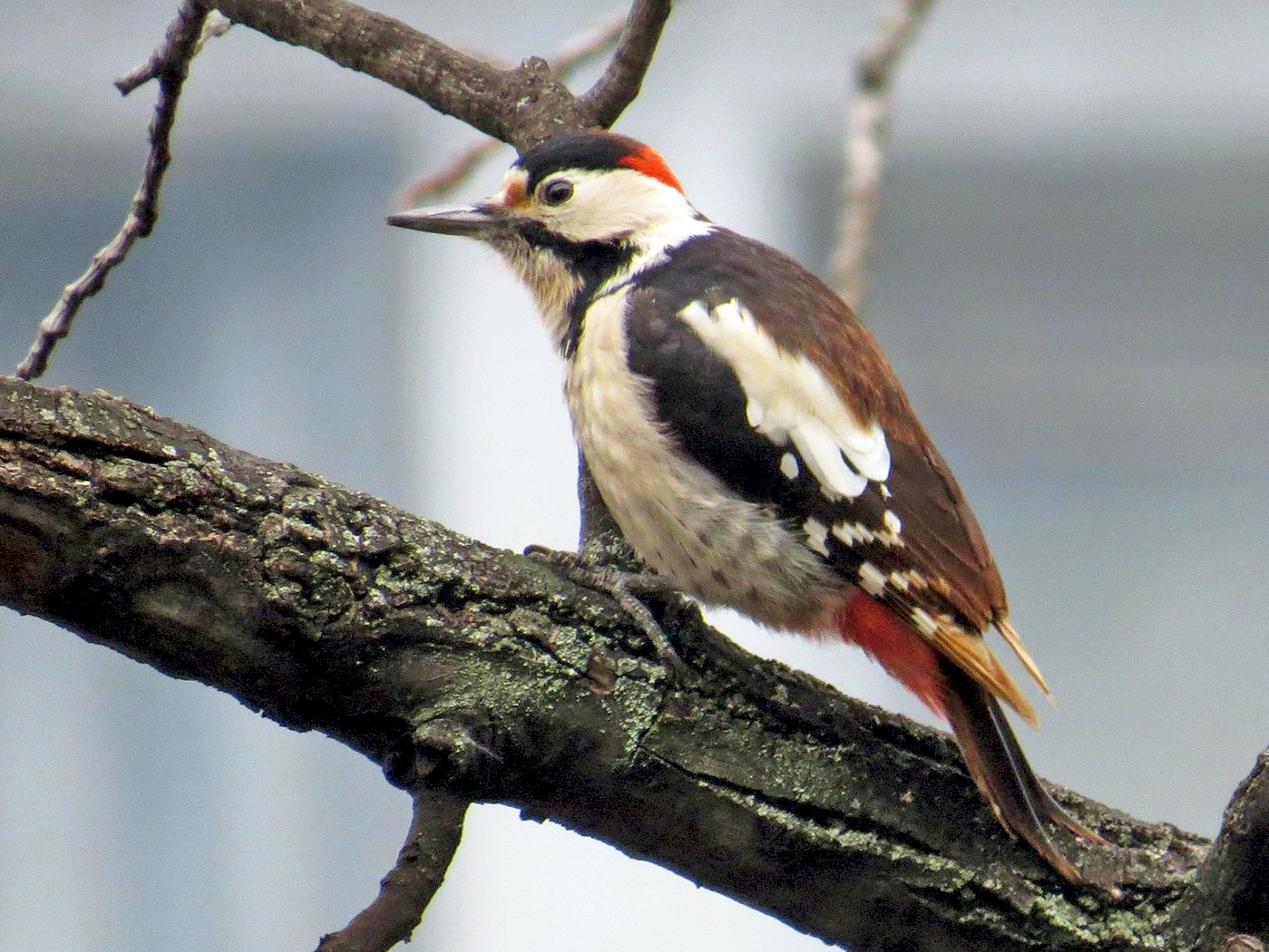 Syrian Woodpecker - Aleksa Vukićević