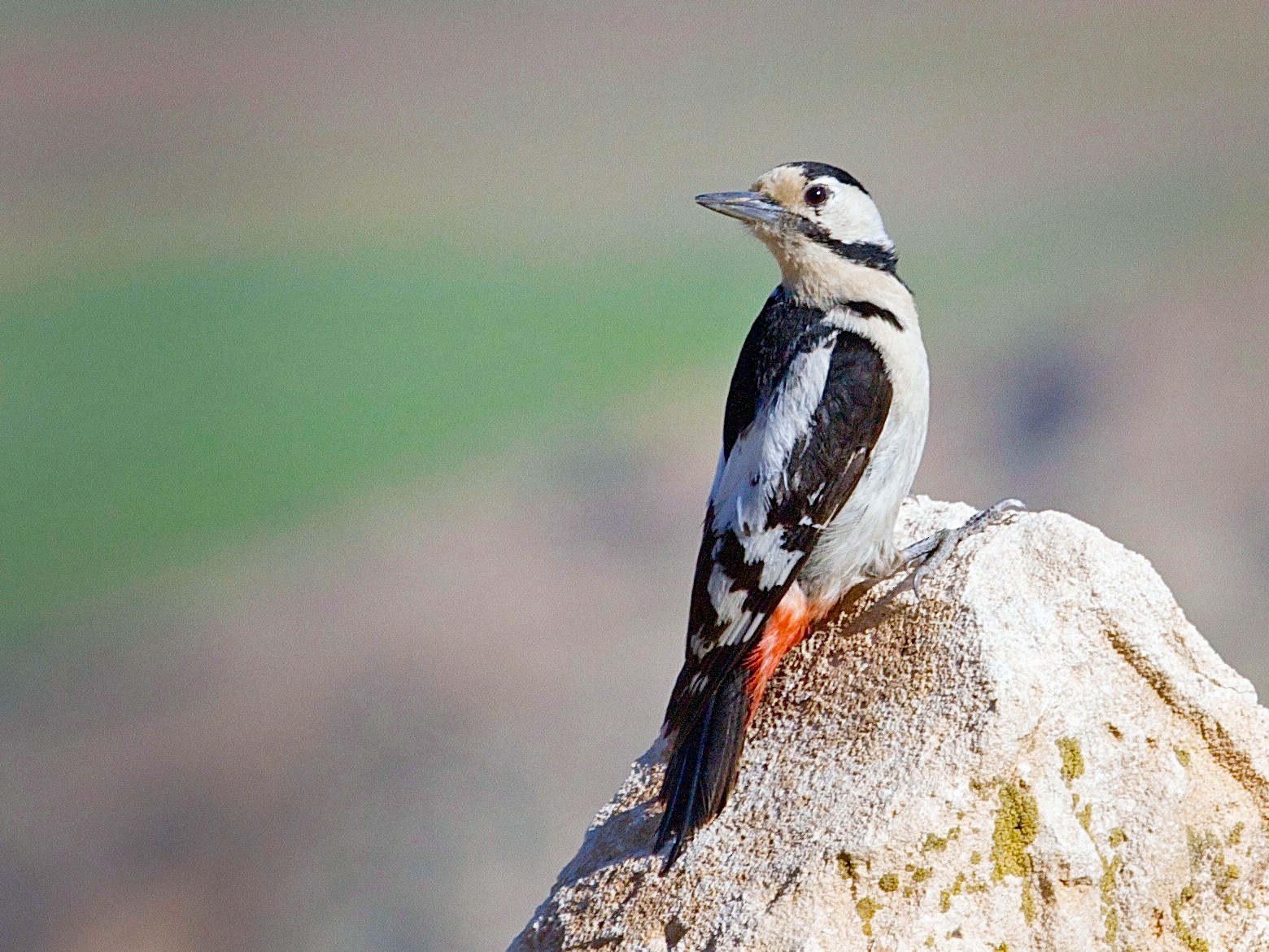 Syrian Woodpecker - Karl Overman