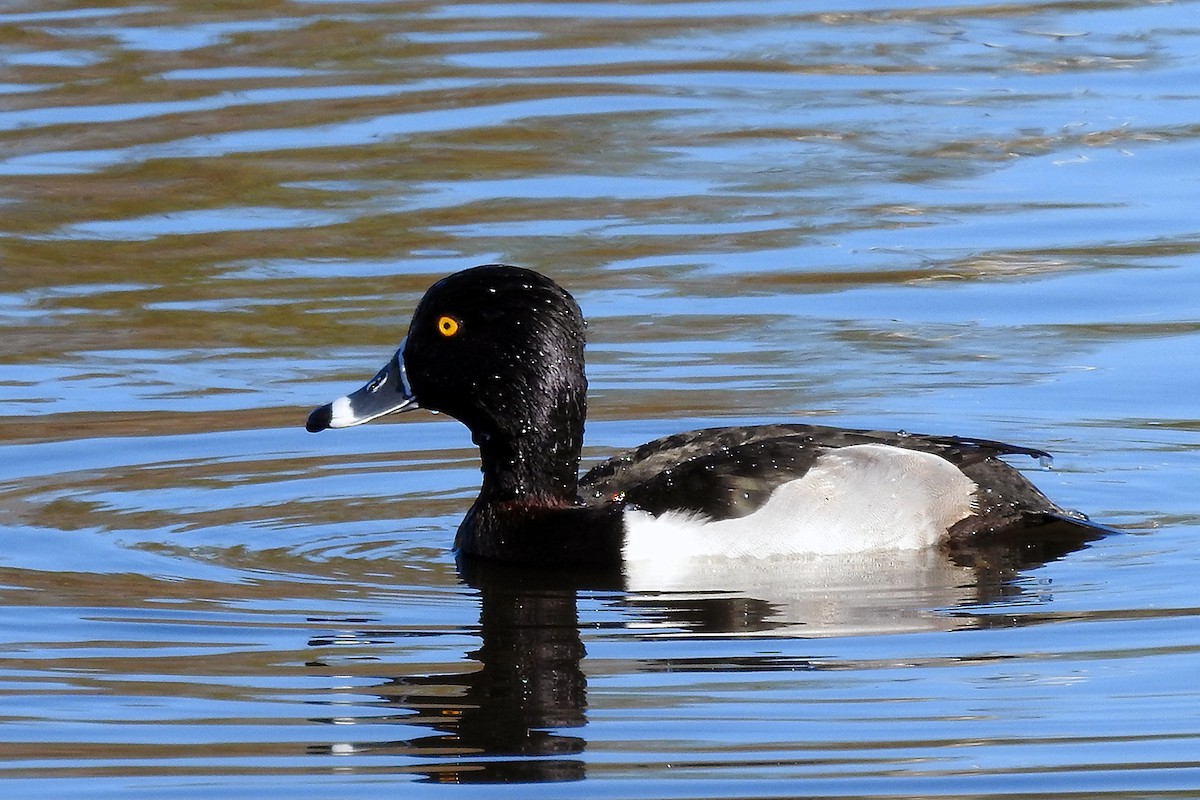 Ring-necked Duck - ML45130141