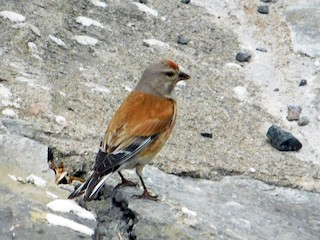 adultes Männchen - Colin Sumrall - ML45130841