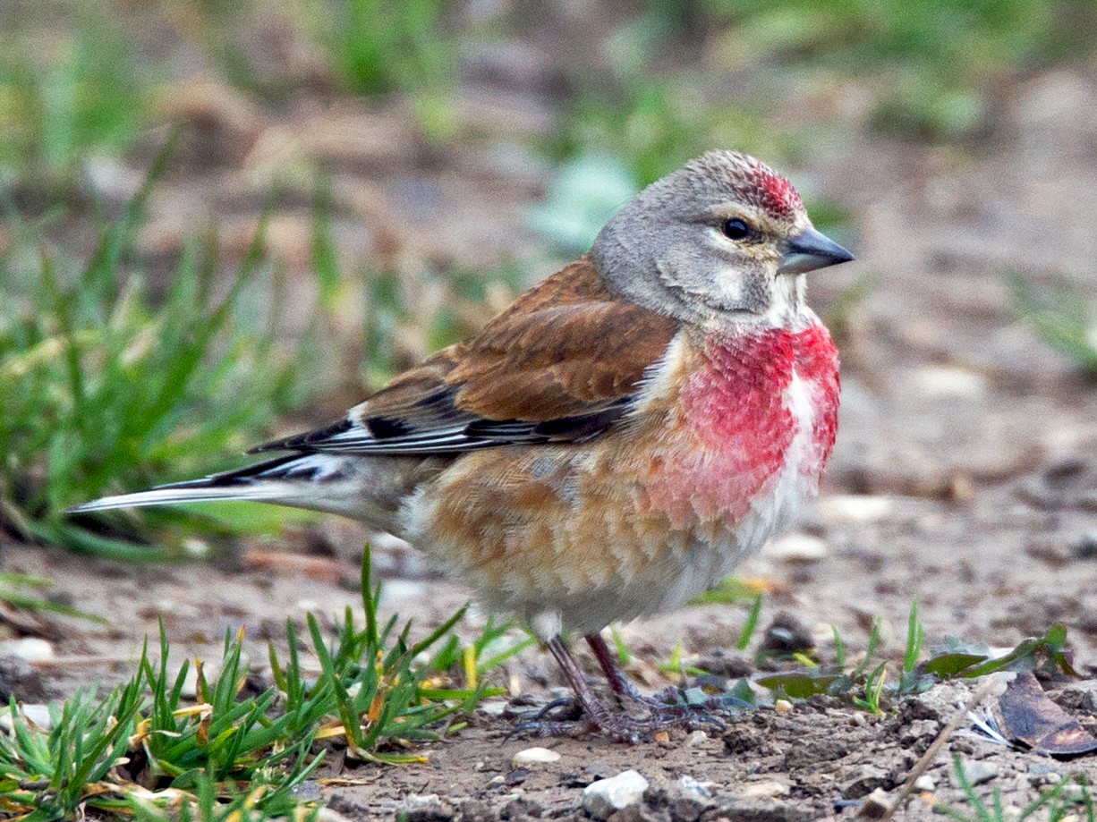 Eurasian Linnet - eBird