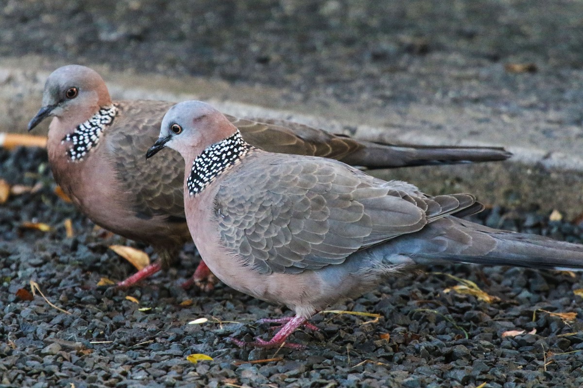 Spotted Dove - ML45131141