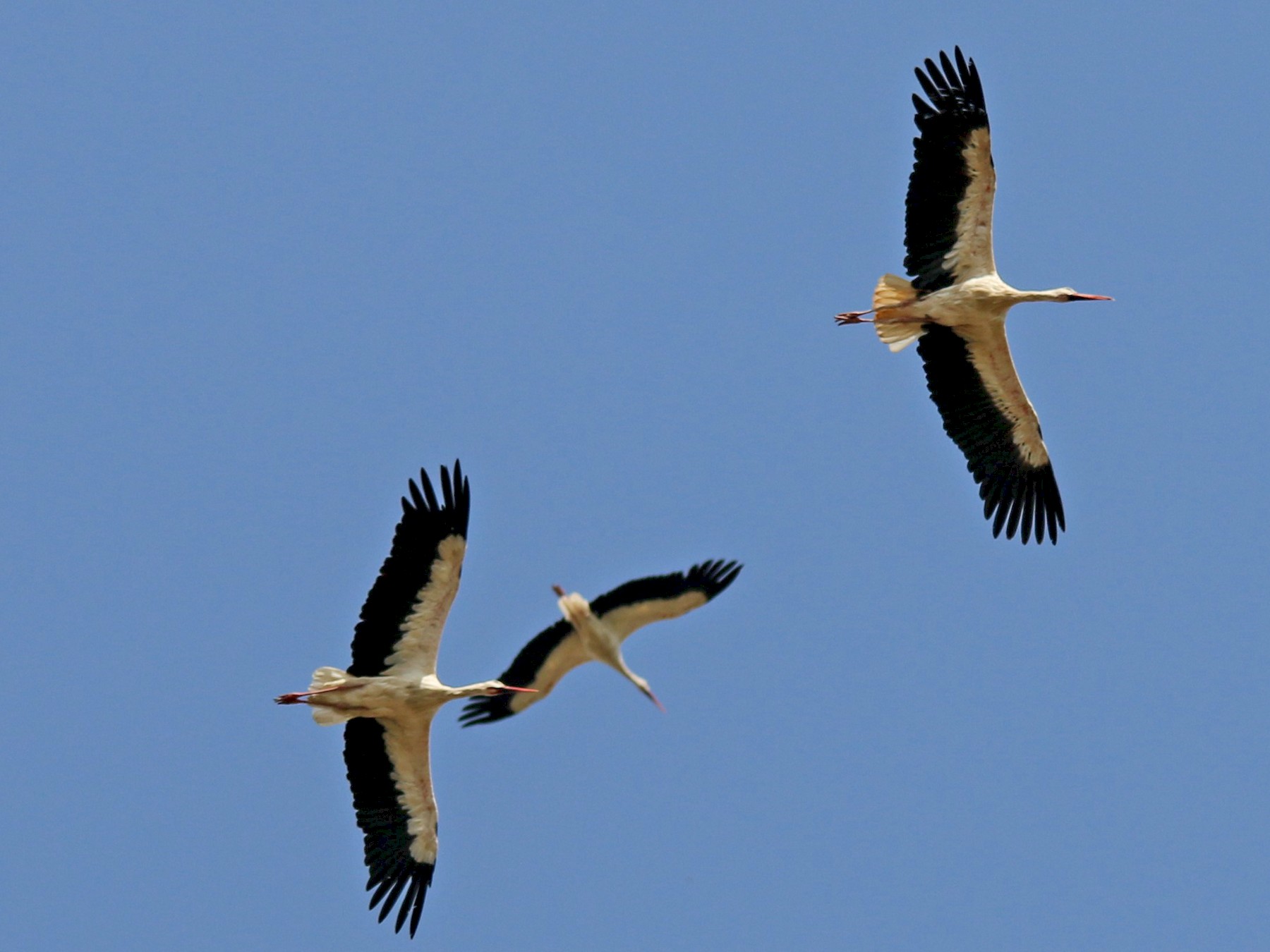 White Stork - Alexandre Hespanhol Leitão