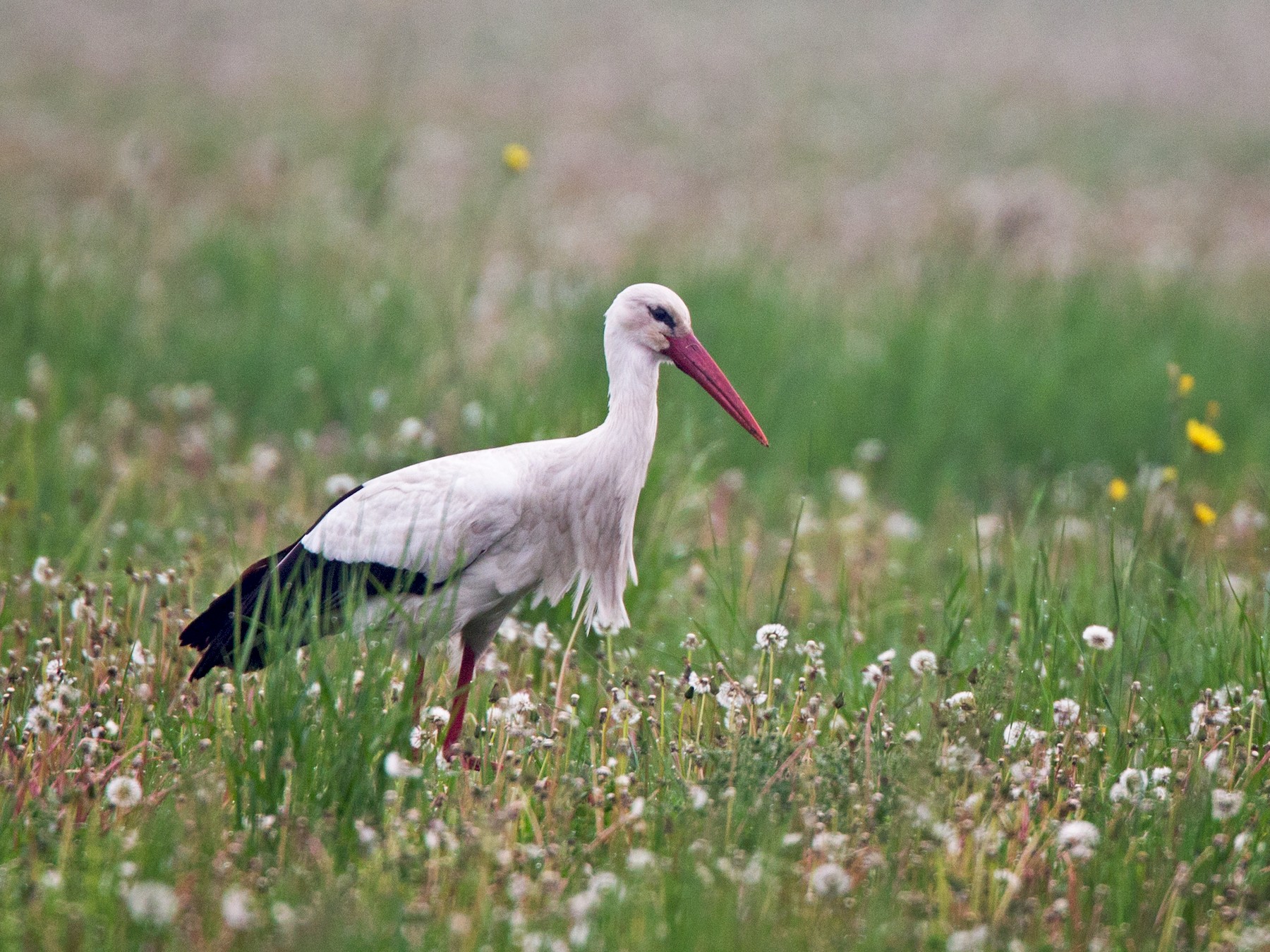 White Stork - Ian Davies