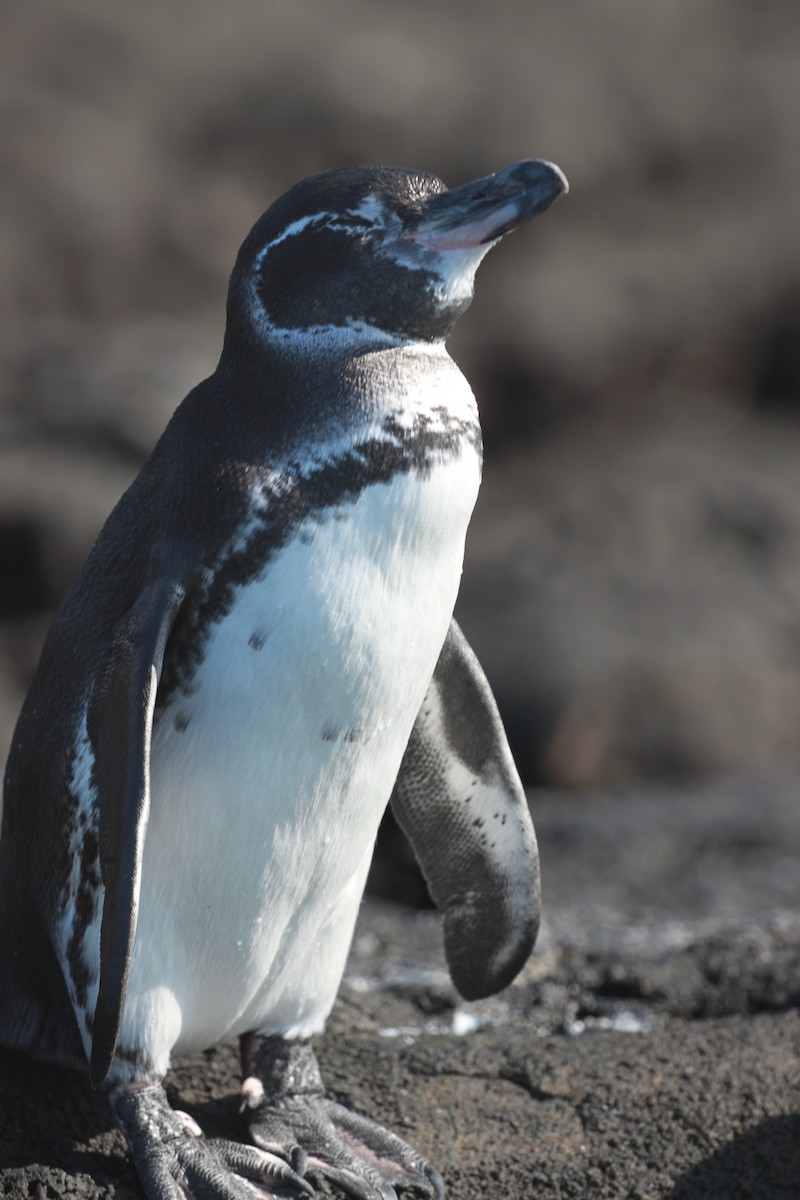 Galapagos Penguin - ML451313731