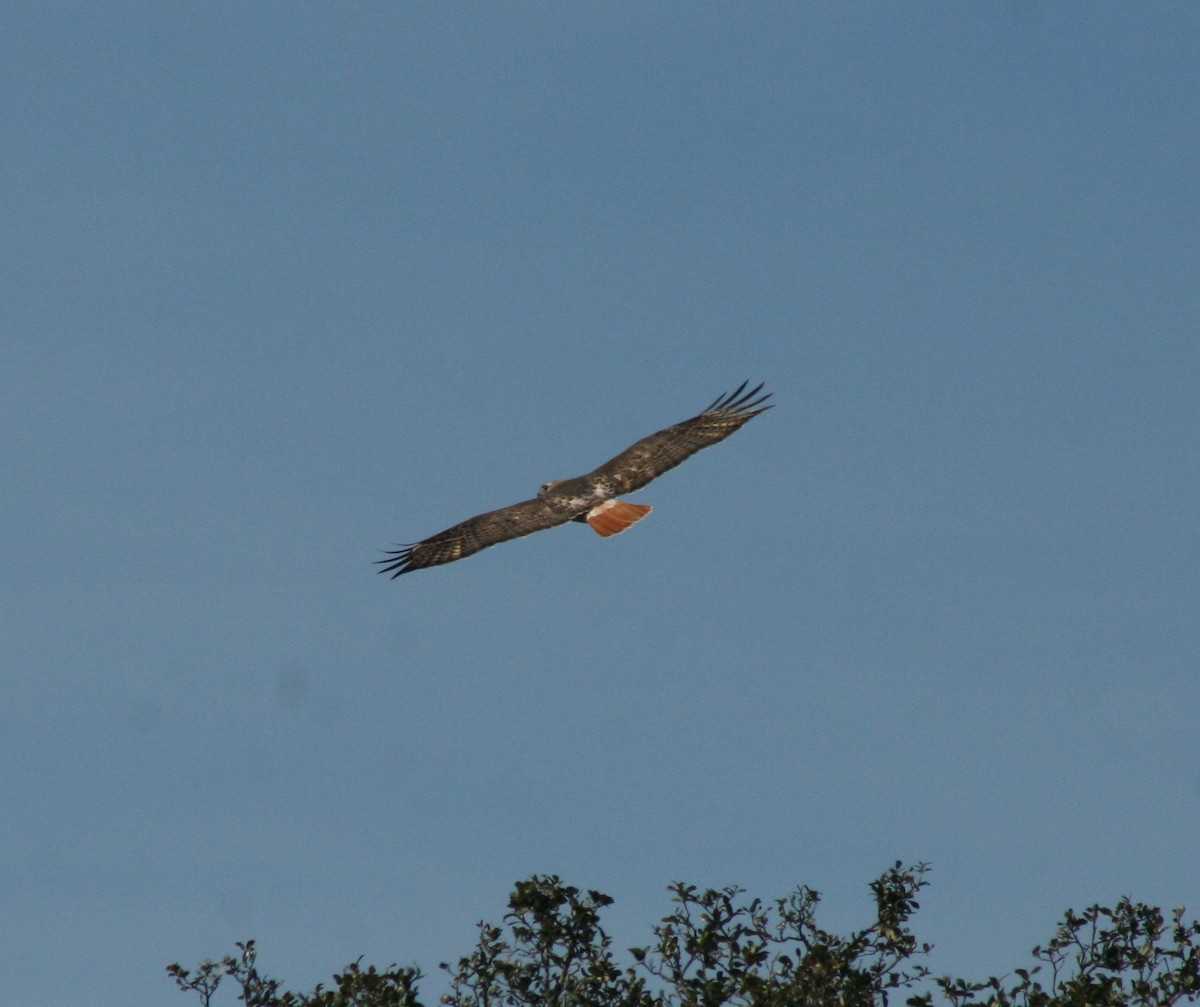 Red-tailed Hawk - Paul Sellin